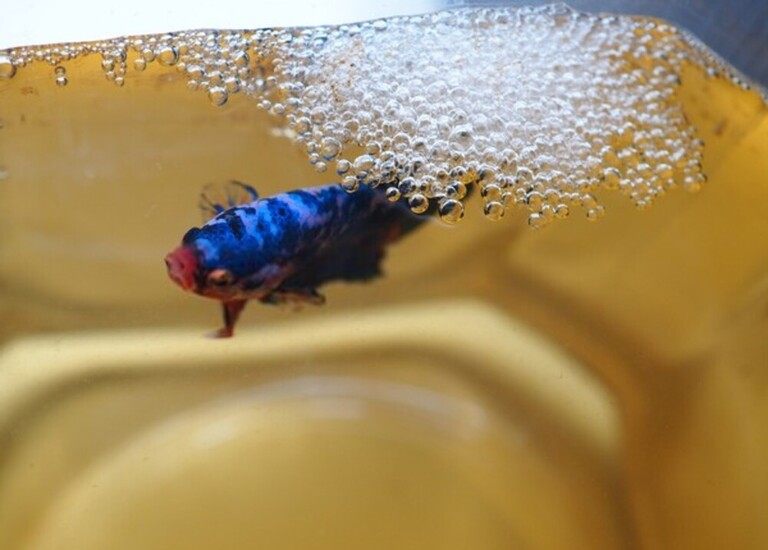 Why Do Betta Fish Fight and How to Stop Them? Why Do Betta Fish Fight and How to Stop Them?