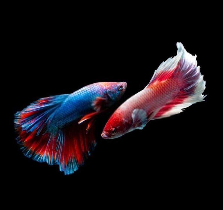Why Do Betta Fish Fight and How to Stop Them?
