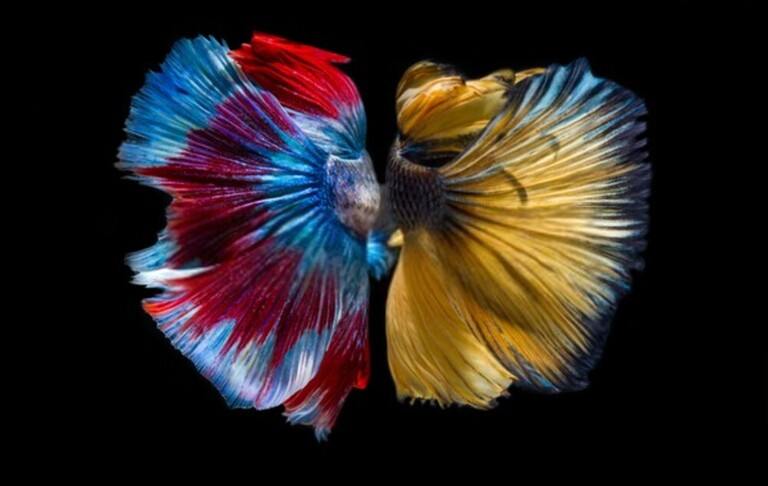 Why Do Betta Fish Fight and How to Stop Them? Why Do Betta Fish Fight and How to Stop Them?