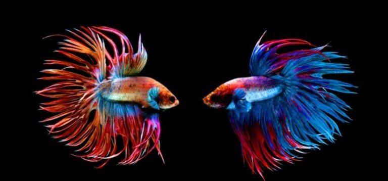 Why Do Betta Fish Fight and How to Stop Them? Why Do Betta Fish Fight and How to Stop Them?