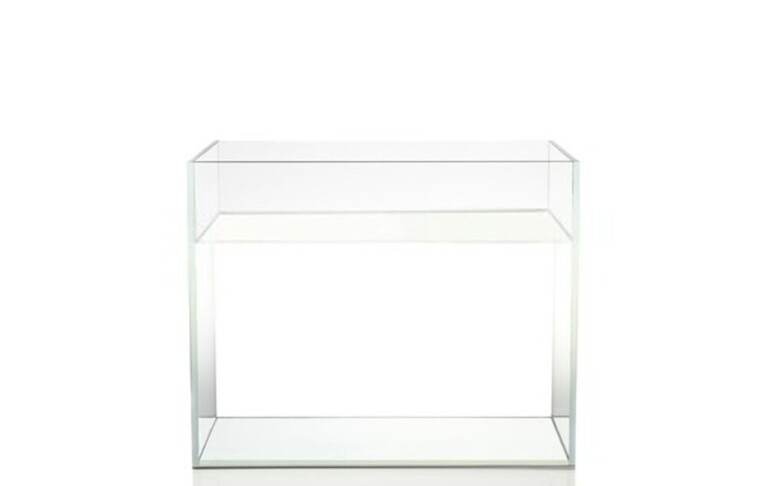 Why Do Betta Fish Fight and How to Stop Them?