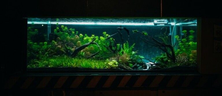 Why Do Betta Fish Fight and How to Stop Them?