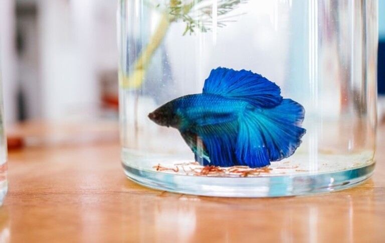 Why Do Betta Fish Fight and How to Stop Them?