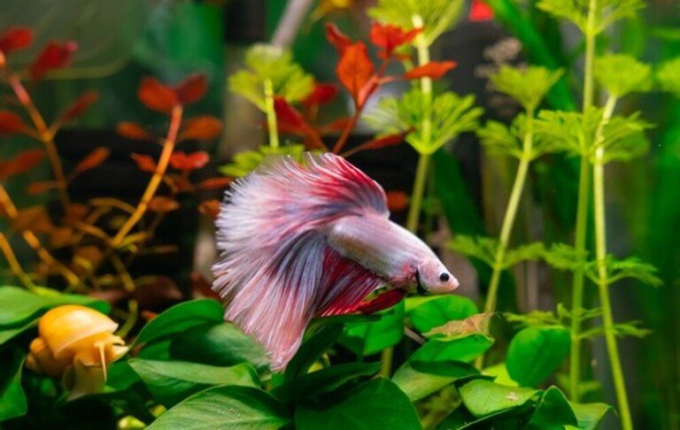 Why Do Betta Fish Fight and How to Stop Them? Why Do Betta Fish Fight and How to Stop Them?