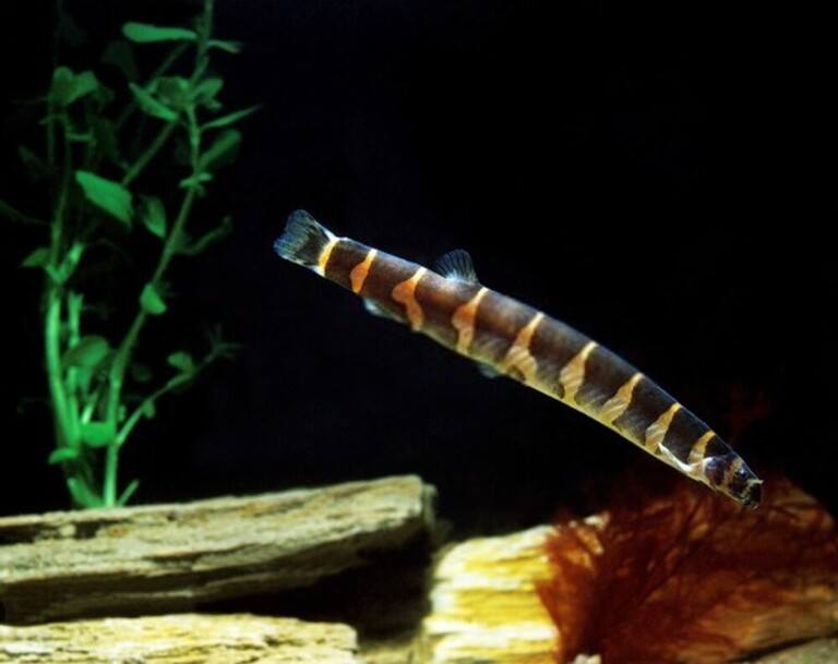 Why Do Betta Fish Fight and How to Stop Them?