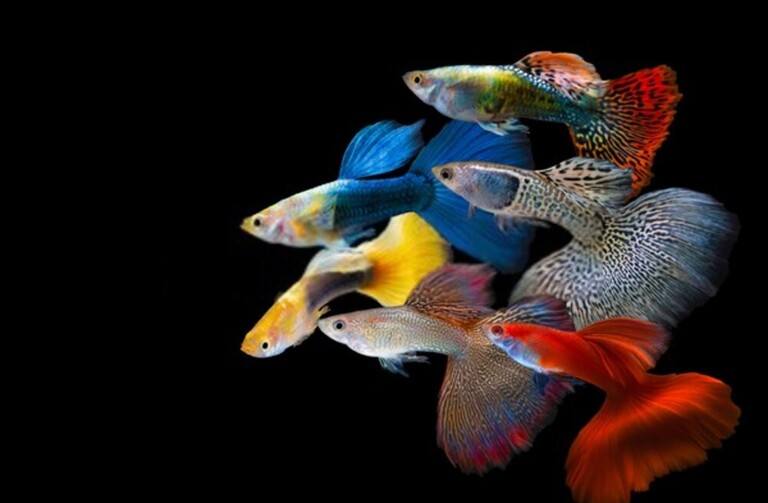 Why Do Betta Fish Fight and How to Stop Them? Why Do Betta Fish Fight and How to Stop Them?