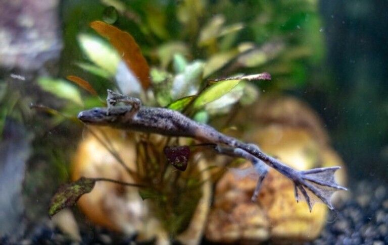 Why Do Betta Fish Fight and How to Stop Them?