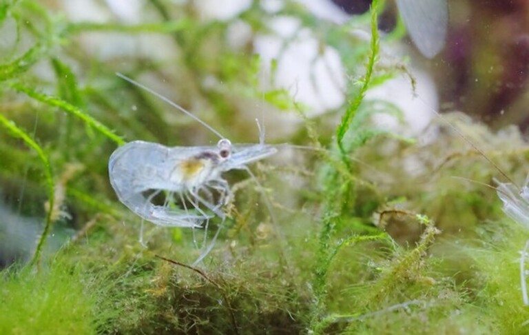 Why Do Betta Fish Fight and How to Stop Them?