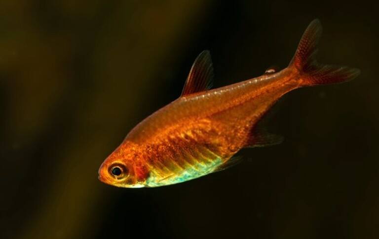 Why Do Betta Fish Fight and How to Stop Them?