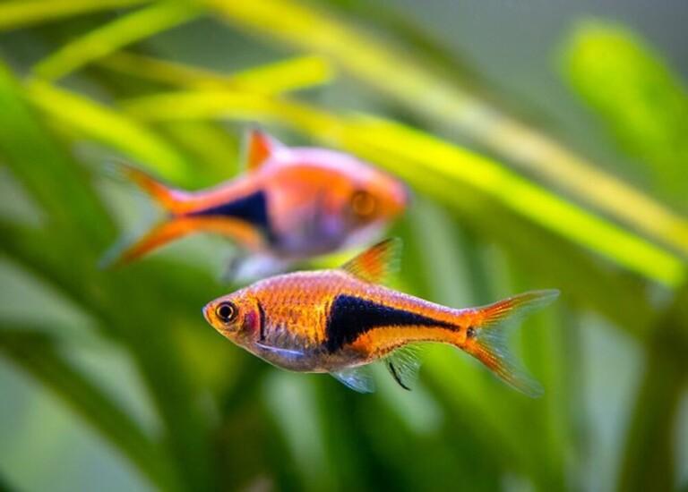 Why Do Betta Fish Fight and How to Stop Them? Why Do Betta Fish Fight and How to Stop Them?