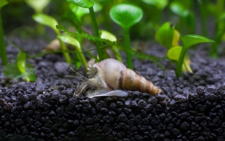 Why Do Betta Fish Fight and How to Stop Them?