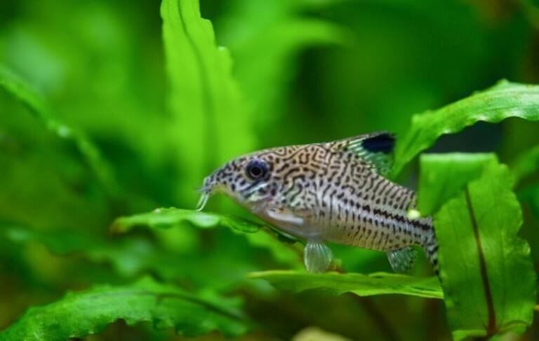 Why Do Betta Fish Fight and How to Stop Them? Why Do Betta Fish Fight and How to Stop Them?