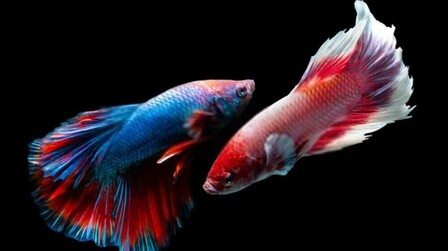 Why Do Betta Fish Fight and How to Stop Them?
