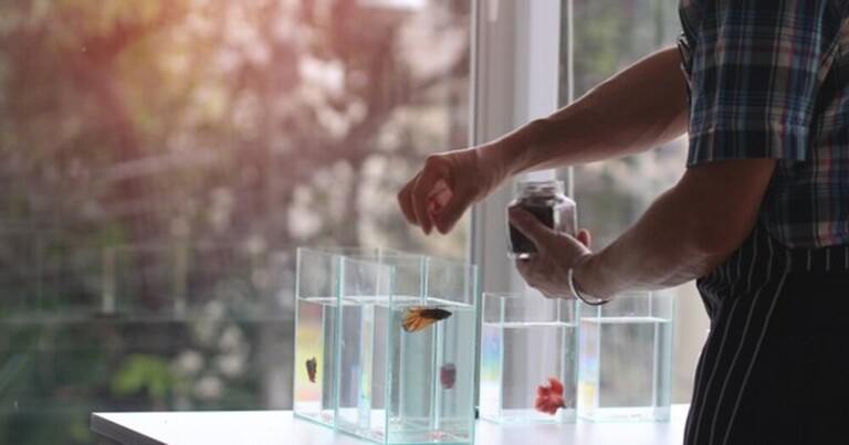 Why Your Betta Fish Is Not Eating And How To Solve It?