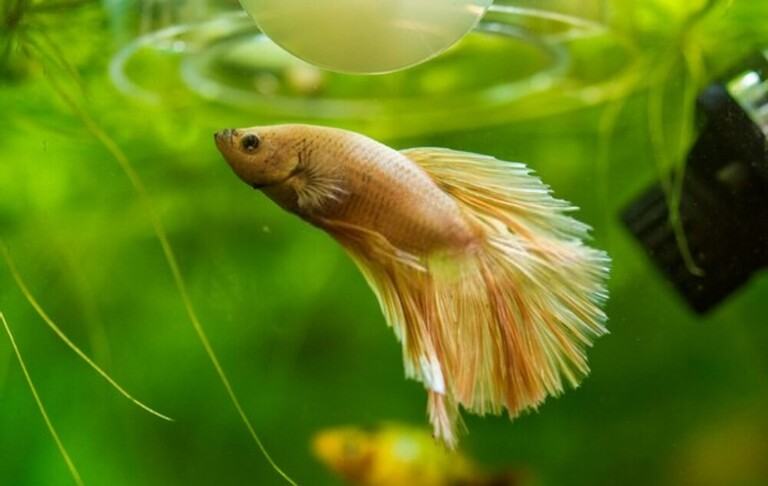 Why Your Betta Fish Is Not Eating And How To Solve It?