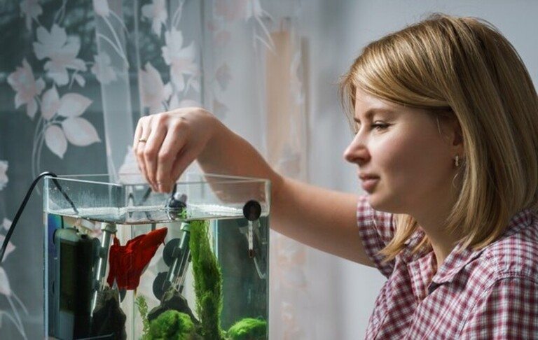 Why Your Betta Fish Is Not Eating And How To Solve It?