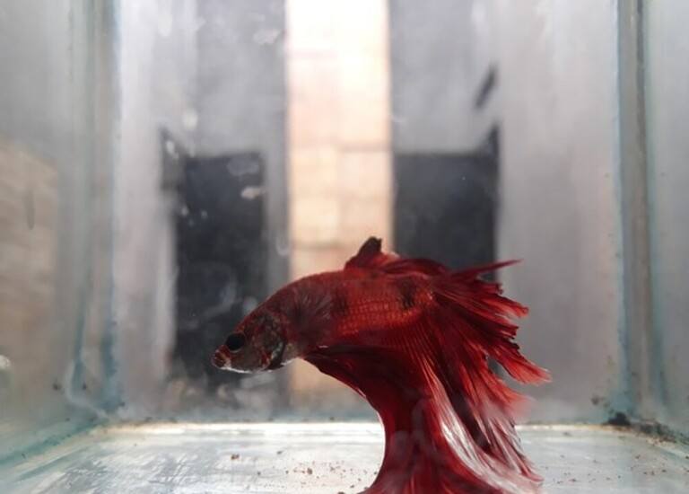 Why Your Betta Fish Is Not Eating And How To Solve It?
