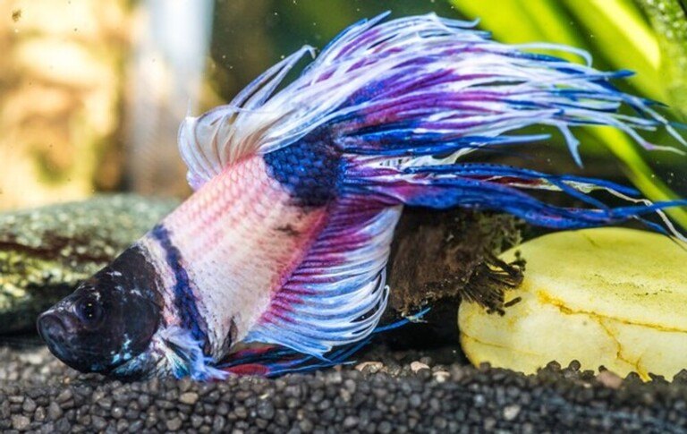 Why Your Betta Fish Is Not Eating And How To Solve It?