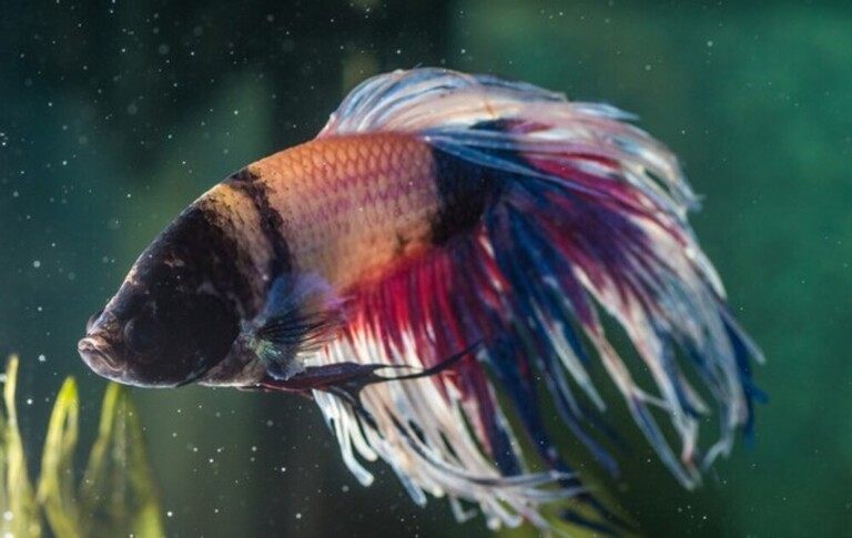 Why Your Betta Fish Is Not Eating And How To Solve It?