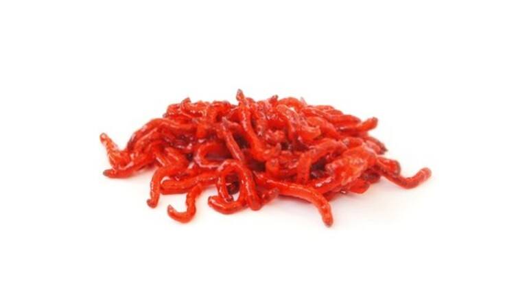 Why Your Betta Fish Is Not Eating And How To Solve It?