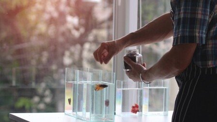 Why Your Betta Fish Is Not Eating And How To Solve It?