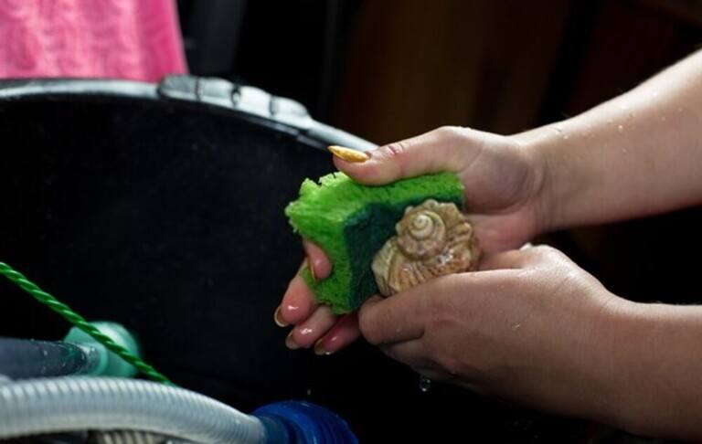 How to Convert a Saltwater Tank to Freshwater? How to Convert a Saltwater Tank to Freshwater?