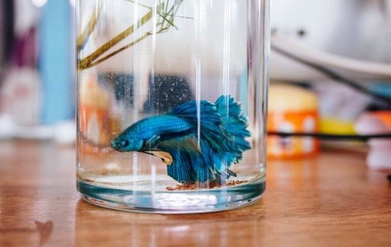How Do You Treat A Bacterial Infection In A Betta Fish?