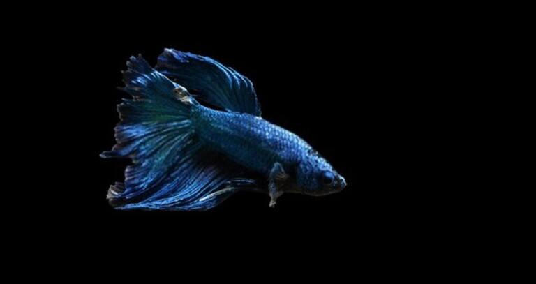 How Do You Treat A Bacterial Infection In A Betta Fish?
