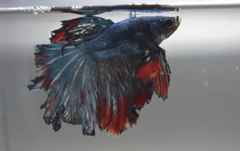 How Do You Treat A Bacterial Infection In A Betta Fish? How Do You Treat A Bacterial Infection In A Betta Fish?
